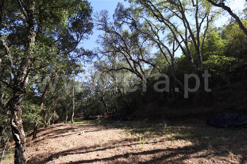 Terreno Rústico  Tomar, Serra e Junceira - 1271830 - 5