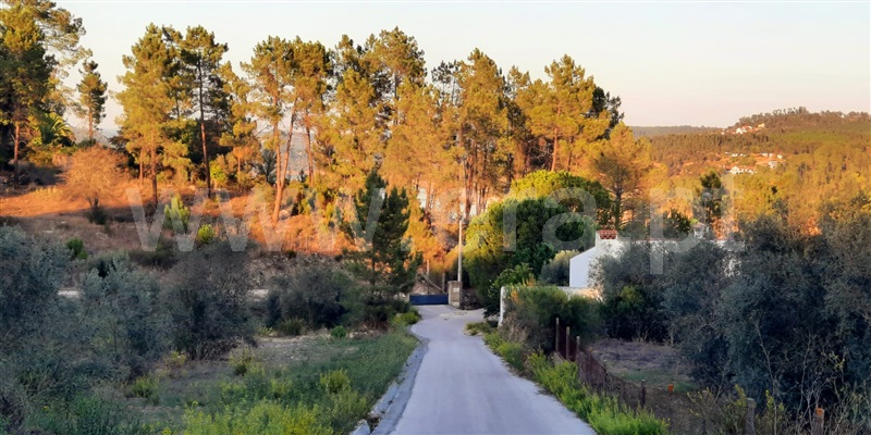 Terreno / Tomar, Serra e Junceira
