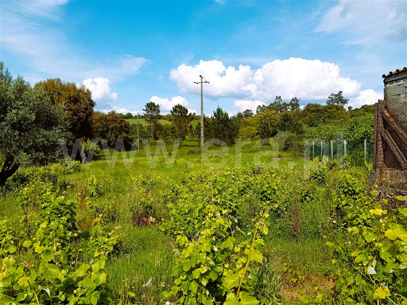 Terreno / Tomar, Serra e Junceira