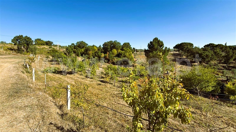 Terreno  Tomar, Serra e Junceira - 1514509 - 6