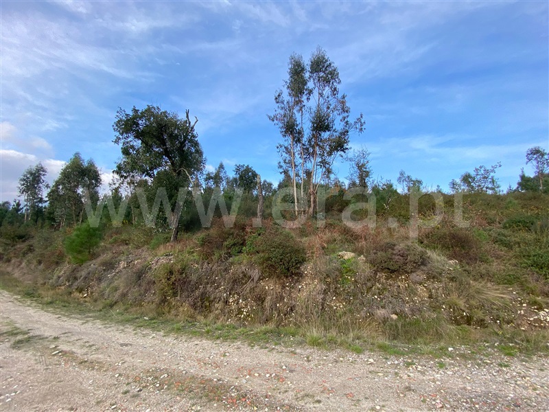 Terreno / Tondela, Barreiro de Besteiros e Tourigo