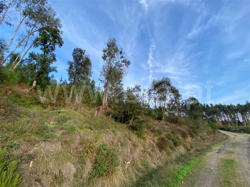 Terreno  Tondela, Barreiro de Besteiros e Tourigo - 1450358 - 3