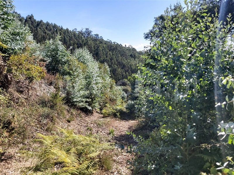 Terreno  Tondela, Barreiro de Besteiros e Tourigo - 1513262 - 2