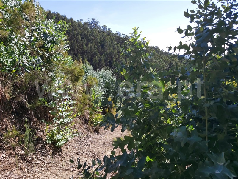 Terreno  Tondela, Barreiro de Besteiros e Tourigo - 1513262 - 4