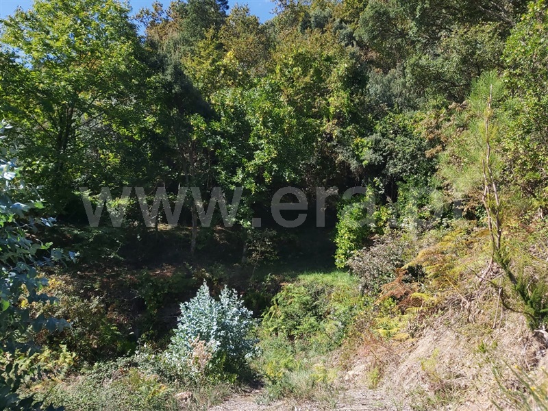 Terreno / Tondela, Barreiro de Besteiros e Tourigo
