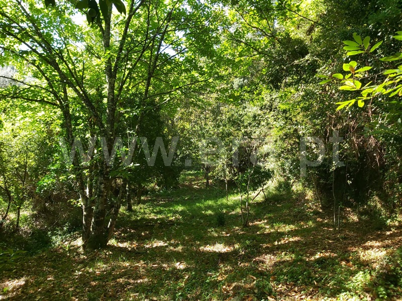 Terreno  Tondela, Barreiro de Besteiros e Tourigo - 1513262 - 8