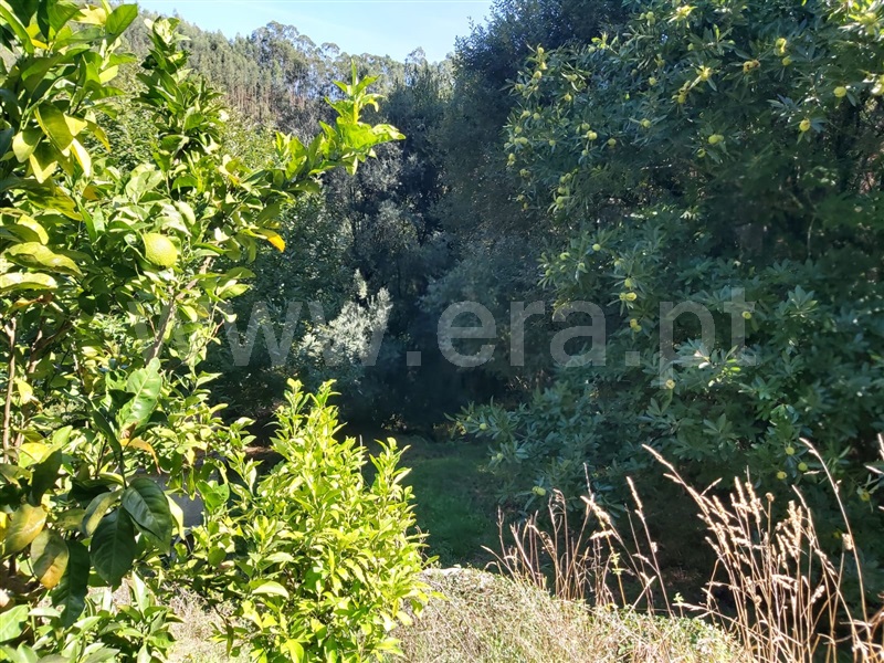 Terreno  Tondela, Barreiro de Besteiros e Tourigo - 1513262 - 15