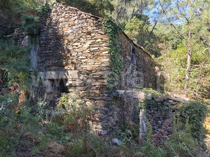 Terreno / Tondela, Barreiro de Besteiros e Tourigo