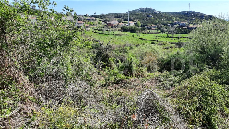 Terreno  Tondela, Caparrosa e Silvares - 1468749 - 3
