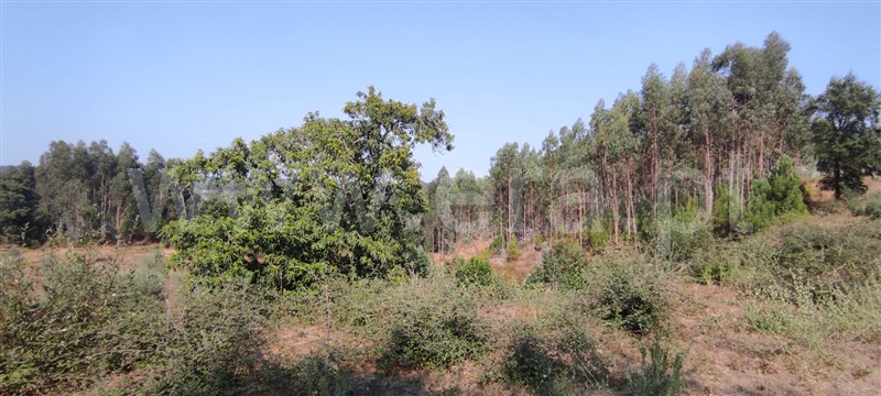 Terreno  Tondela, Dardavaz - 1502528 - 2