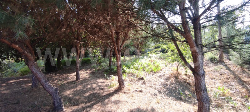 Terreno  Tondela, Dardavaz - 1502528 - 3