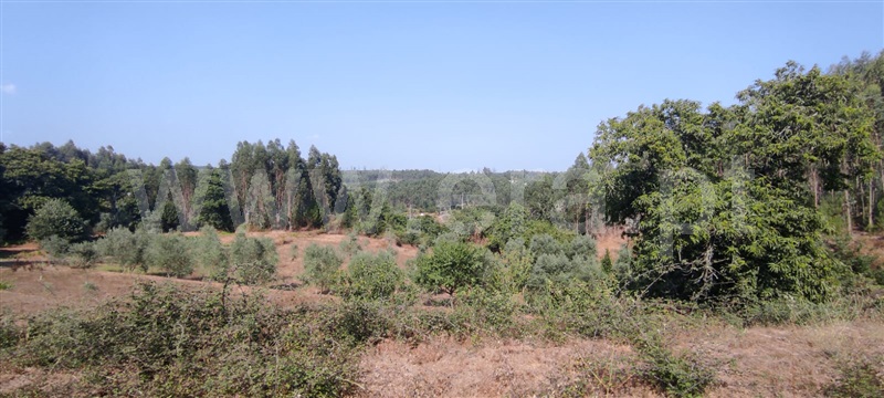 Terreno / Tondela, Dardavaz