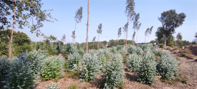 Terreno  Tondela, Dardavaz - 1502528 - 6