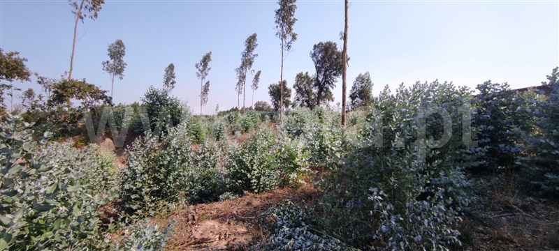 Terreno  Tondela, Dardavaz - 1502528 - 7