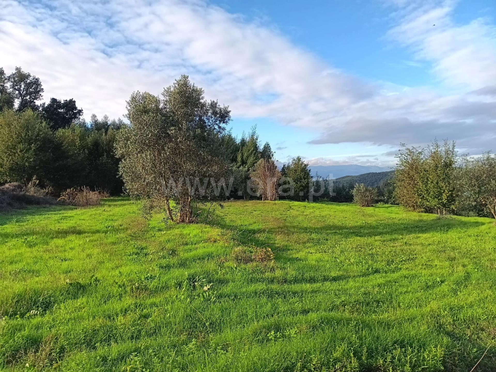 Terreno em Tondela