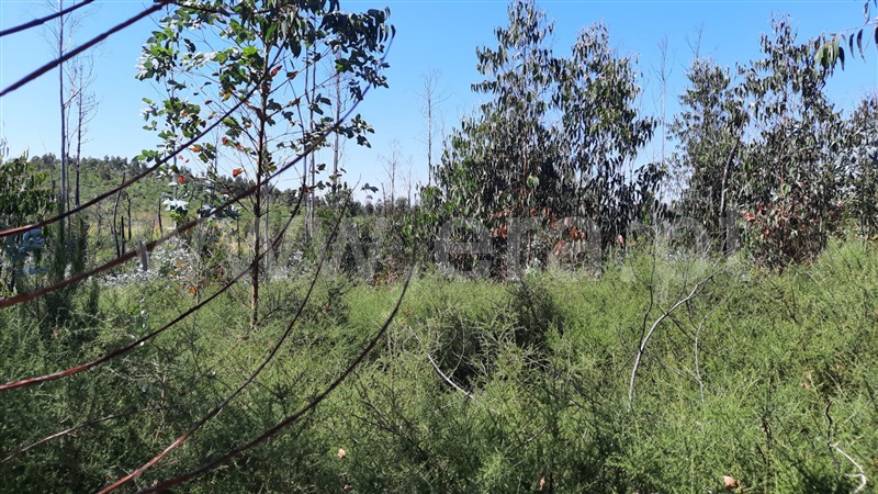 Terreno  Tondela, Lobão da Beira - 1175783 - 4