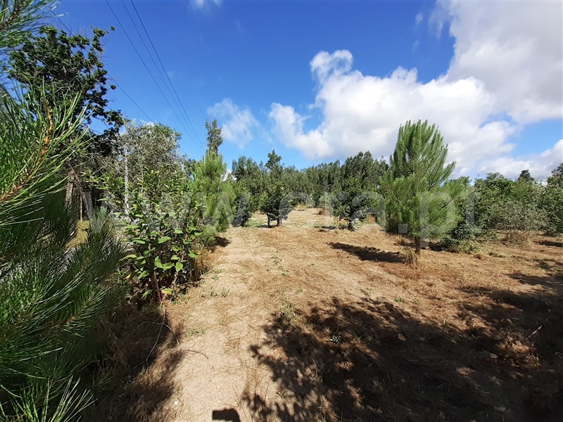 Terreno  Tondela, Mouraz e Vila Nova da Rainha - 1257807 - 5