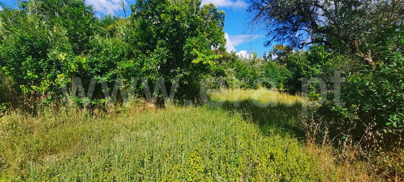 Terreno  Tondela, Mouraz e Vila Nova da Rainha - 1257807 - 8