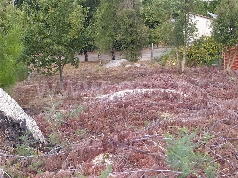 Terreno  Tondela, Mouraz e Vila Nova da Rainha - 1352980 - 4