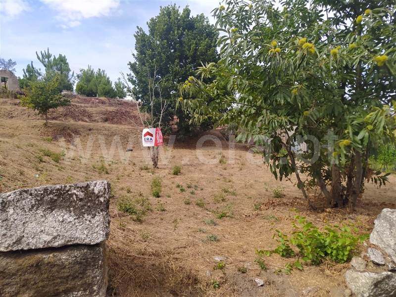 Terreno / Tondela, Mouraz e Vila Nova da Rainha