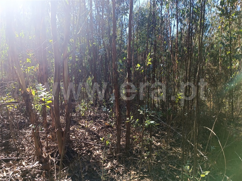 Terreno  Tondela, Mouraz e Vila Nova da Rainha - 1354719 - 1