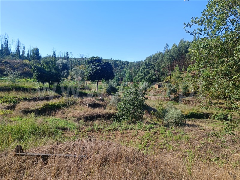 Terreno  Tondela, Mouraz e Vila Nova da Rainha - 1354719 - 4
