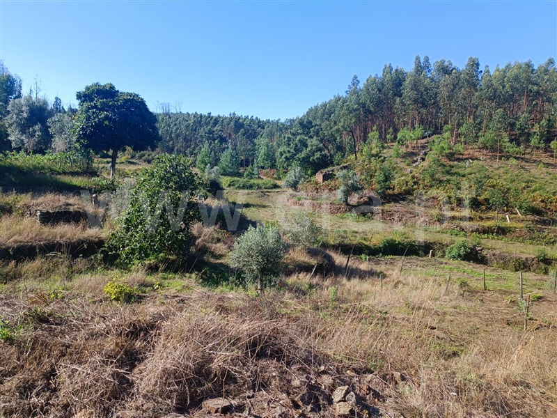 Terreno  Tondela, Mouraz e Vila Nova da Rainha - 1354719 - 5