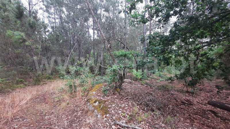 Terreno  Tondela, Parada de Gonta - 1256179 - 3