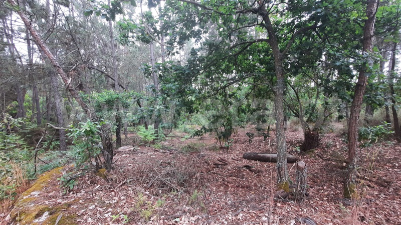 Terreno  Tondela, Parada de Gonta - 1256179 - 4