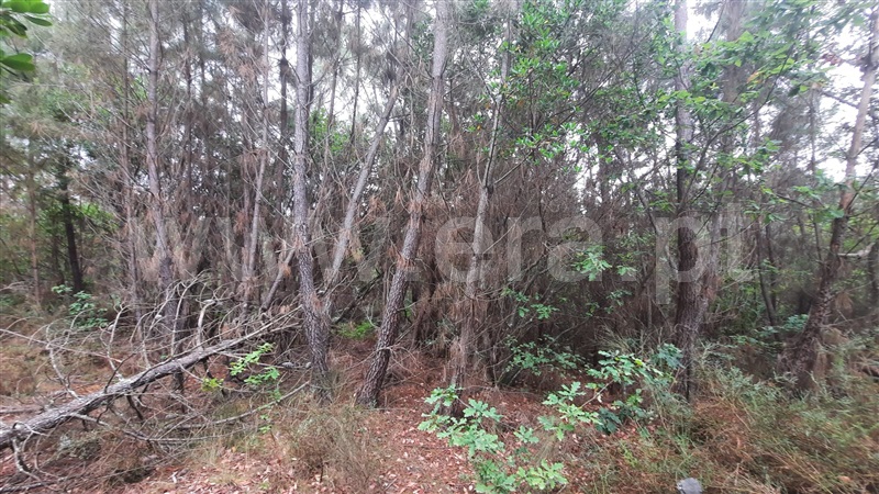 Terreno  Tondela, Parada de Gonta - 1256179 - 5