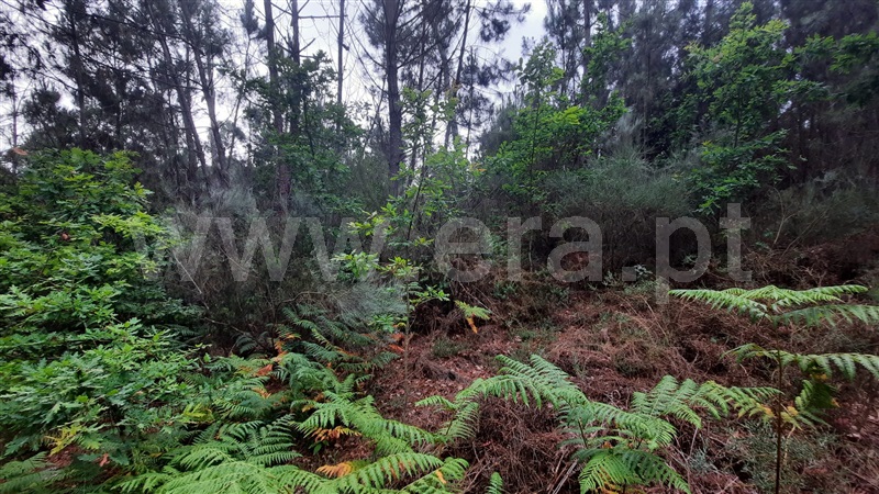 Terreno  Tondela, Parada de Gonta - 1256179 - 6