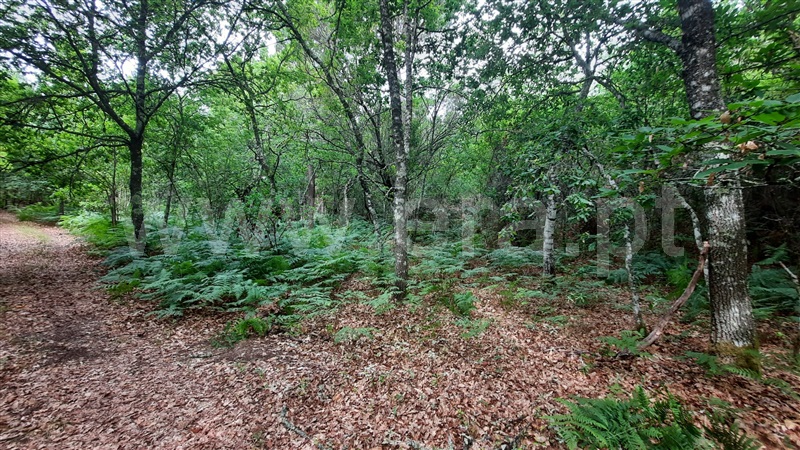 Terreno / Tondela, Parada de Gonta
