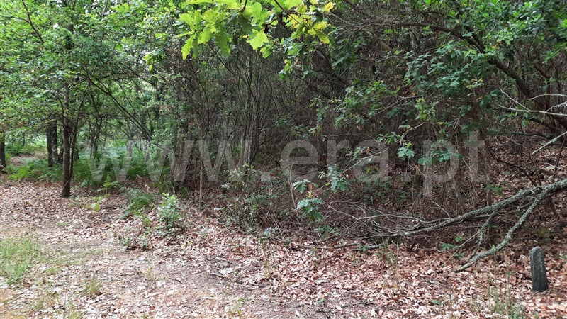 Terreno  Tondela, Parada de Gonta - 1256179 - 8