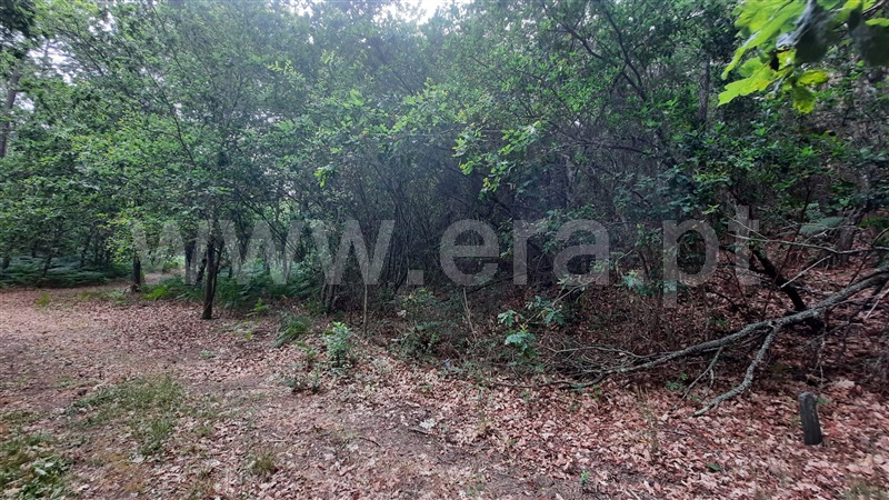 Terreno  Tondela, Parada de Gonta - 1256179 - 9