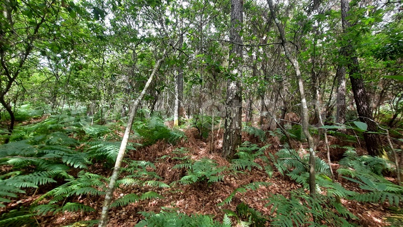 Terreno  Tondela, Parada de Gonta - 1256179 - 10