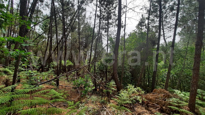 Terreno  Tondela, Parada de Gonta - 1256179 - 11
