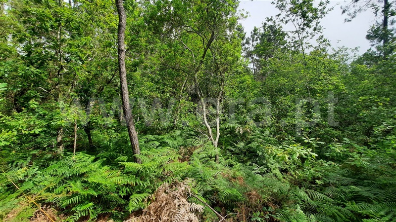 Terreno  Tondela, Parada de Gonta - 1256179 - 12