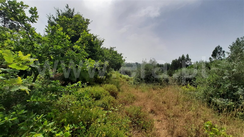 Terreno  Tondela, Parada de Gonta - 1256181 - 6
