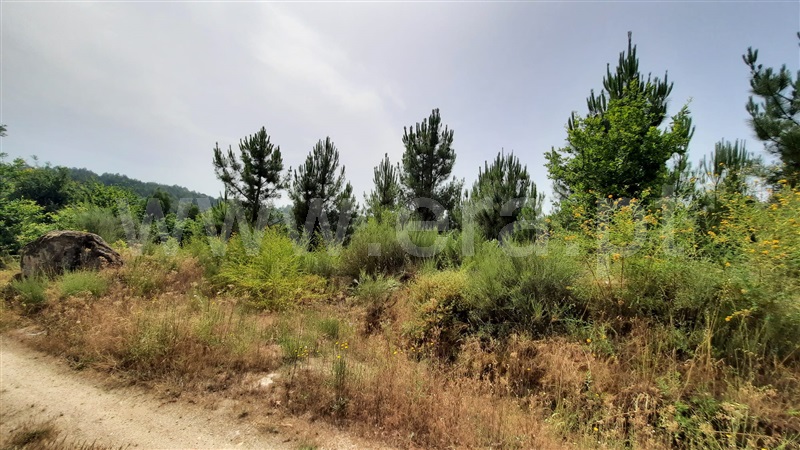 Terreno  Tondela, Parada de Gonta - 1256181 - 7