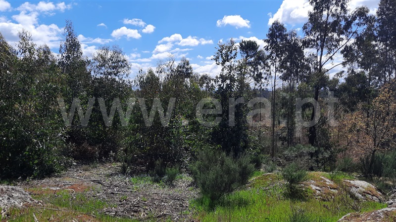 Terreno  Tondela, São Miguel do Outeiro e Sabugosa - 1469371 - 2