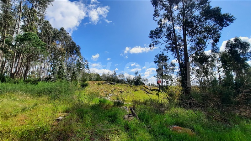 Terreno  Tondela, São Miguel do Outeiro e Sabugosa - 1469371 - 3