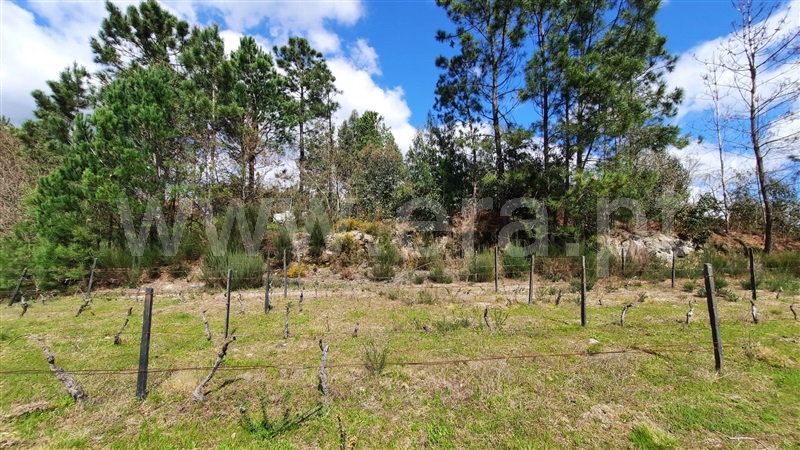 Terreno  Tondela, São Miguel do Outeiro e Sabugosa - 1469371 - 6