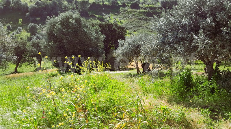 Terreno / Torres Novas, Assentiz
