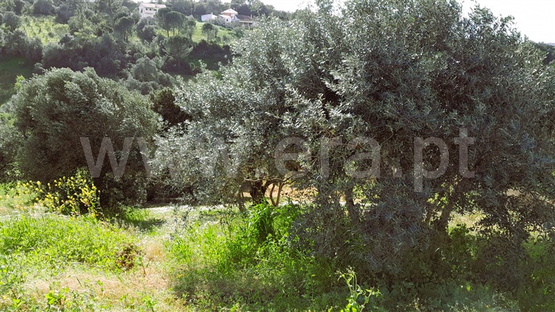 Terreno  Torres Novas, Assentiz - 1389280 - 3
