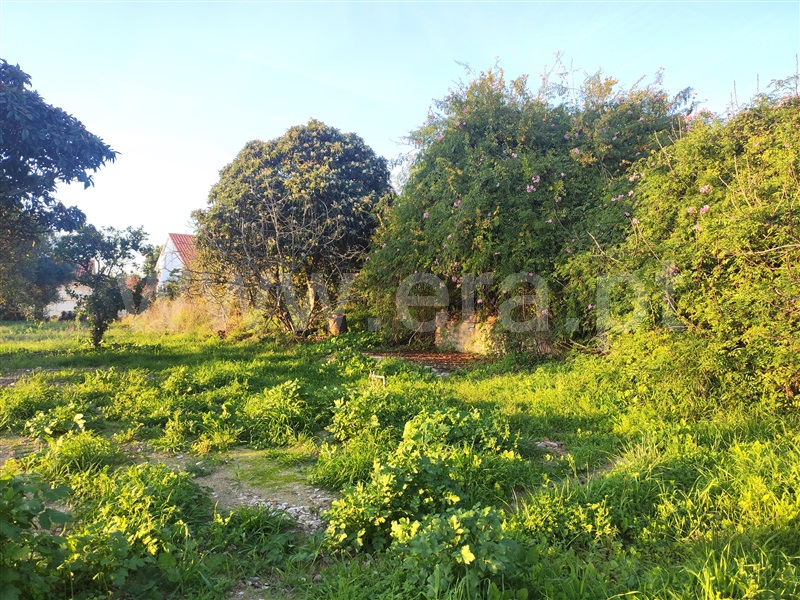 Terreno  Torres Novas, Olaia e Paço - 1433802 - 1