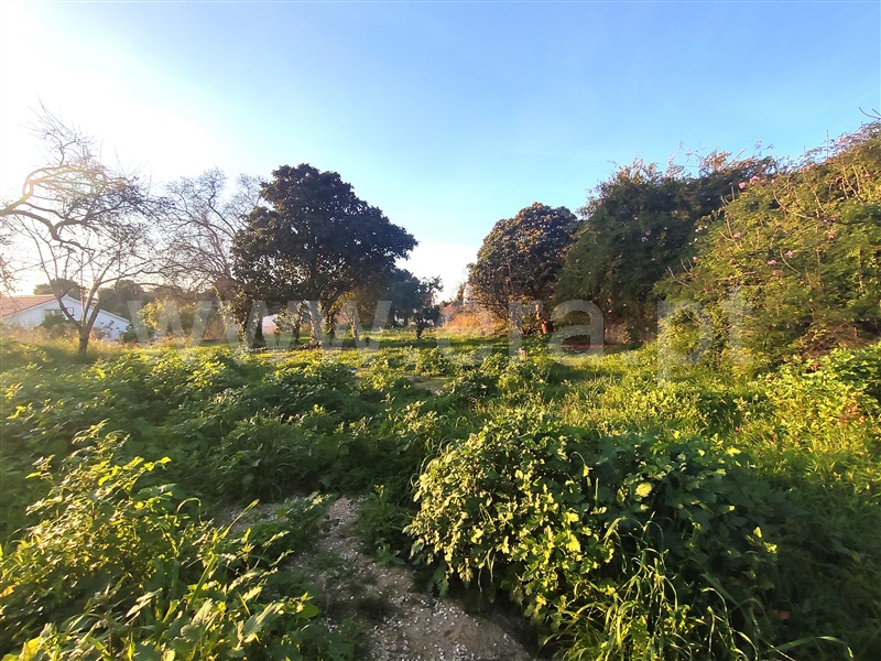 Terreno  Torres Novas, Olaia e Paço - 1433802 - 2