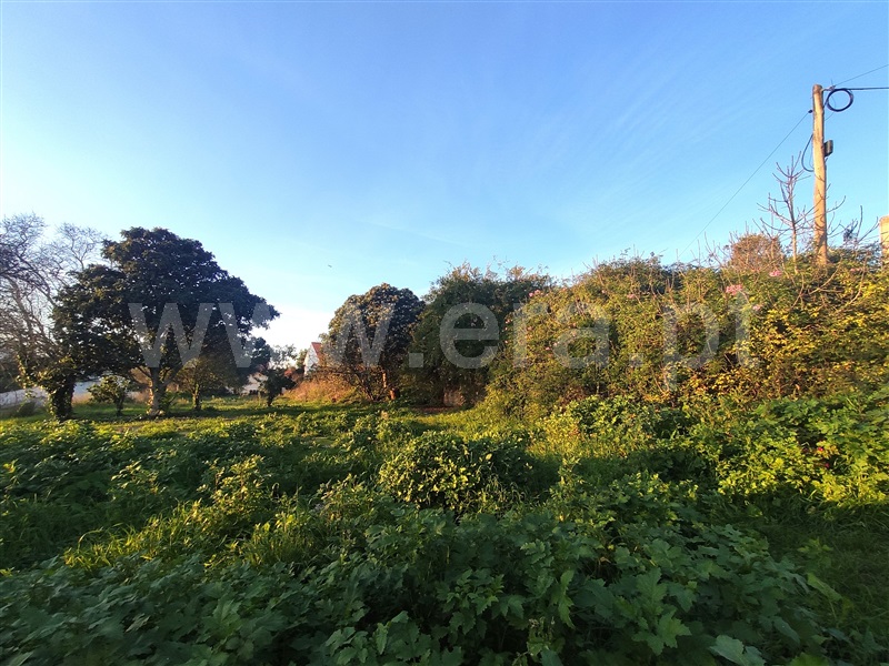Terreno  Torres Novas, Olaia e Paço - 1433802 - 7
