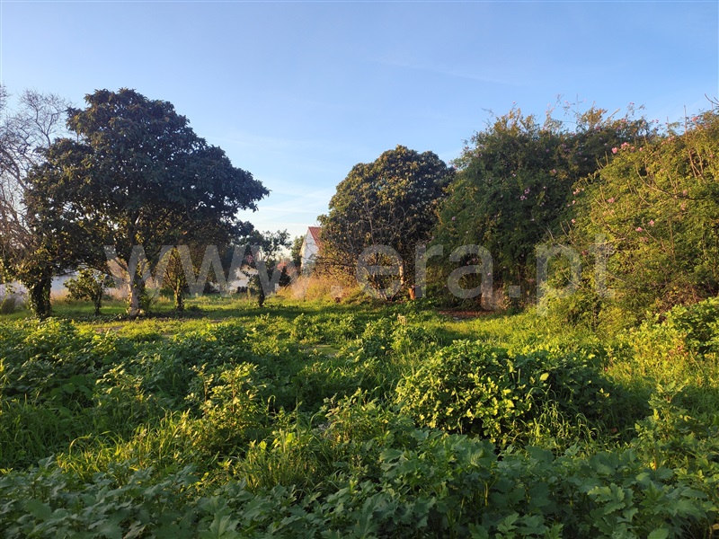 Terreno  Torres Novas, Olaia e Paço - 1433802 - 8