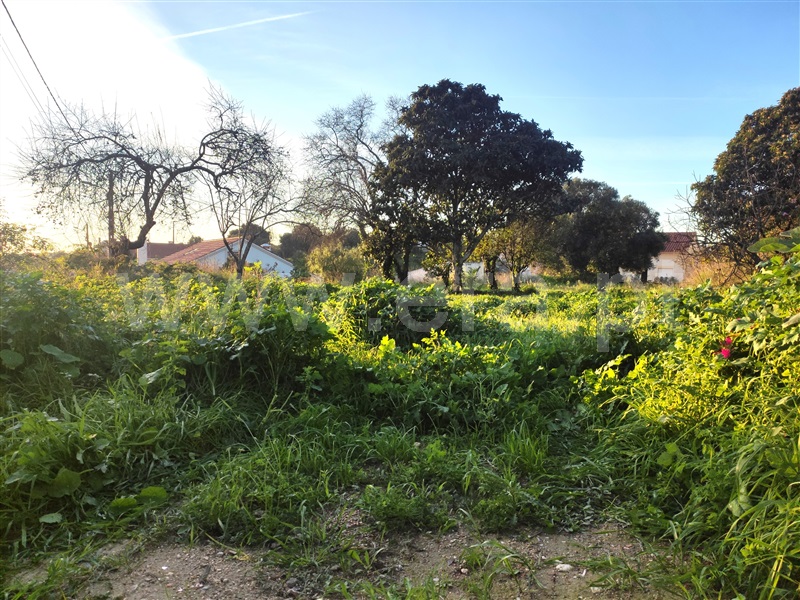 Terreno  Torres Novas, Olaia e Paço - 1433802 - 9