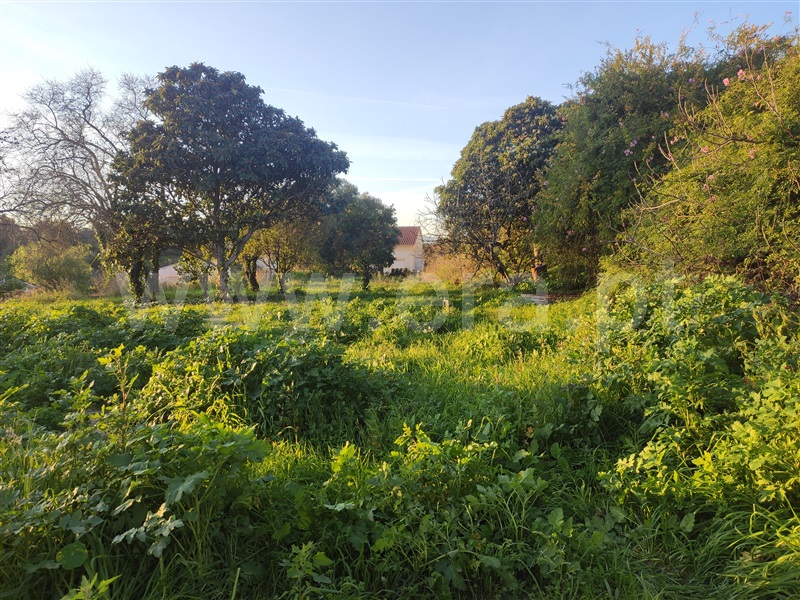 Terreno  Torres Novas, Olaia e Paço - 1433802 - 10